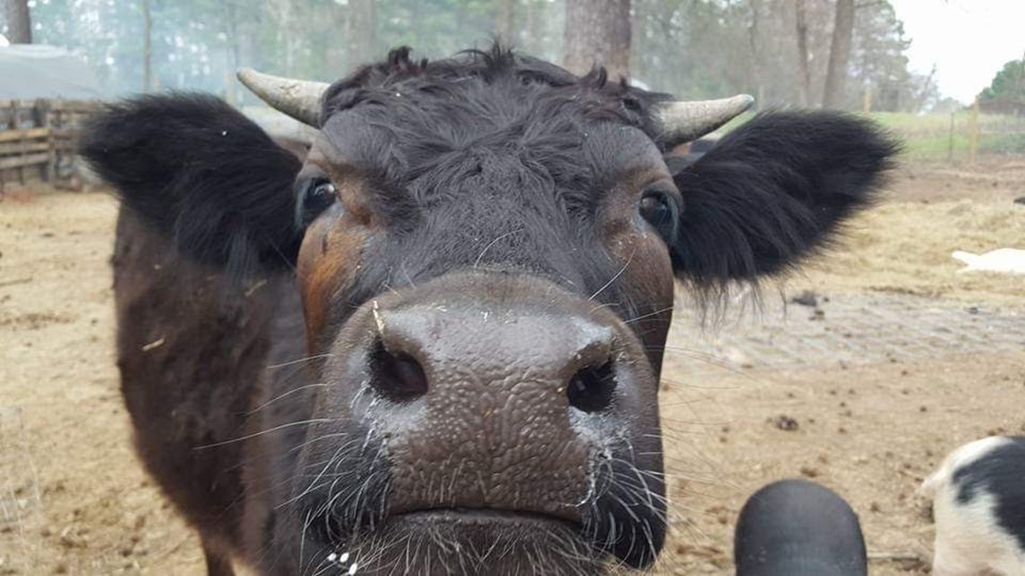 Blackbean The Stray Steer Was Found Sold And Killed A Violation