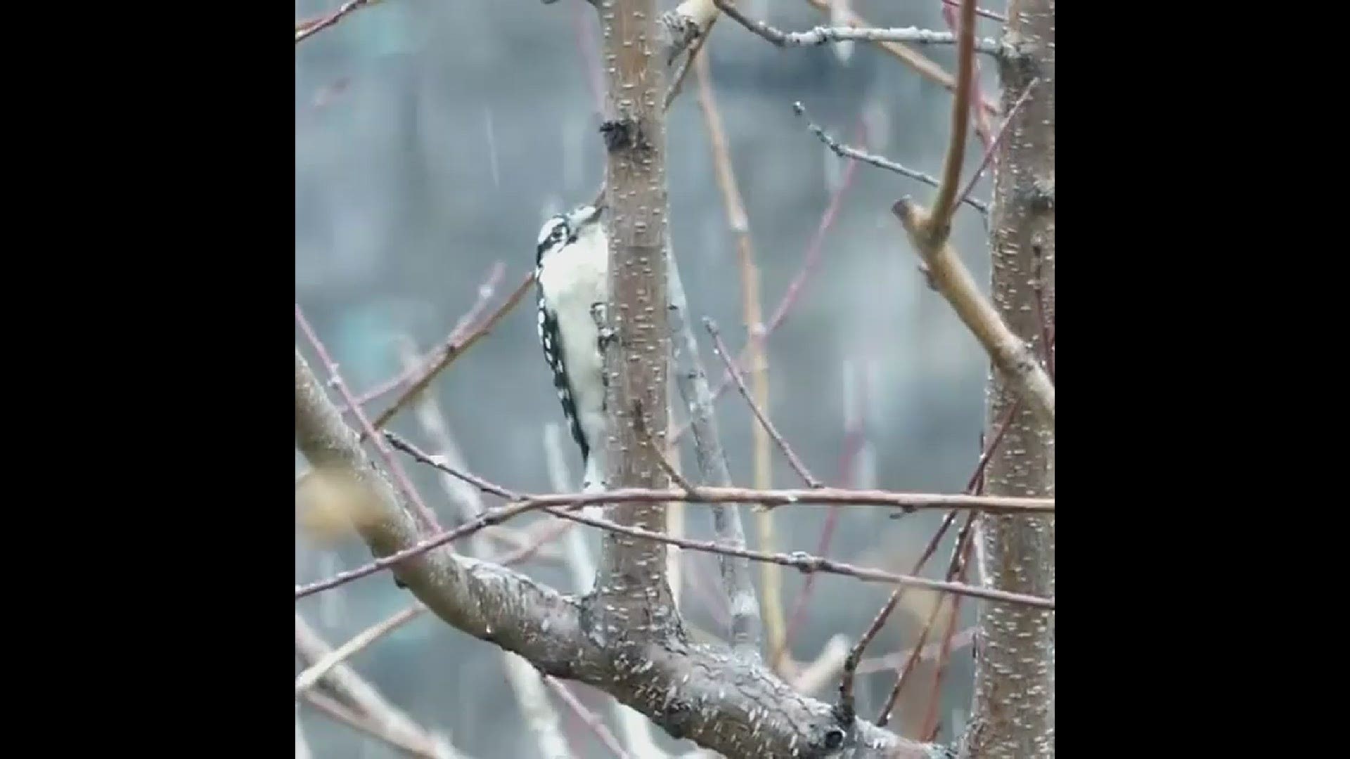 A woodpecker in the snow.