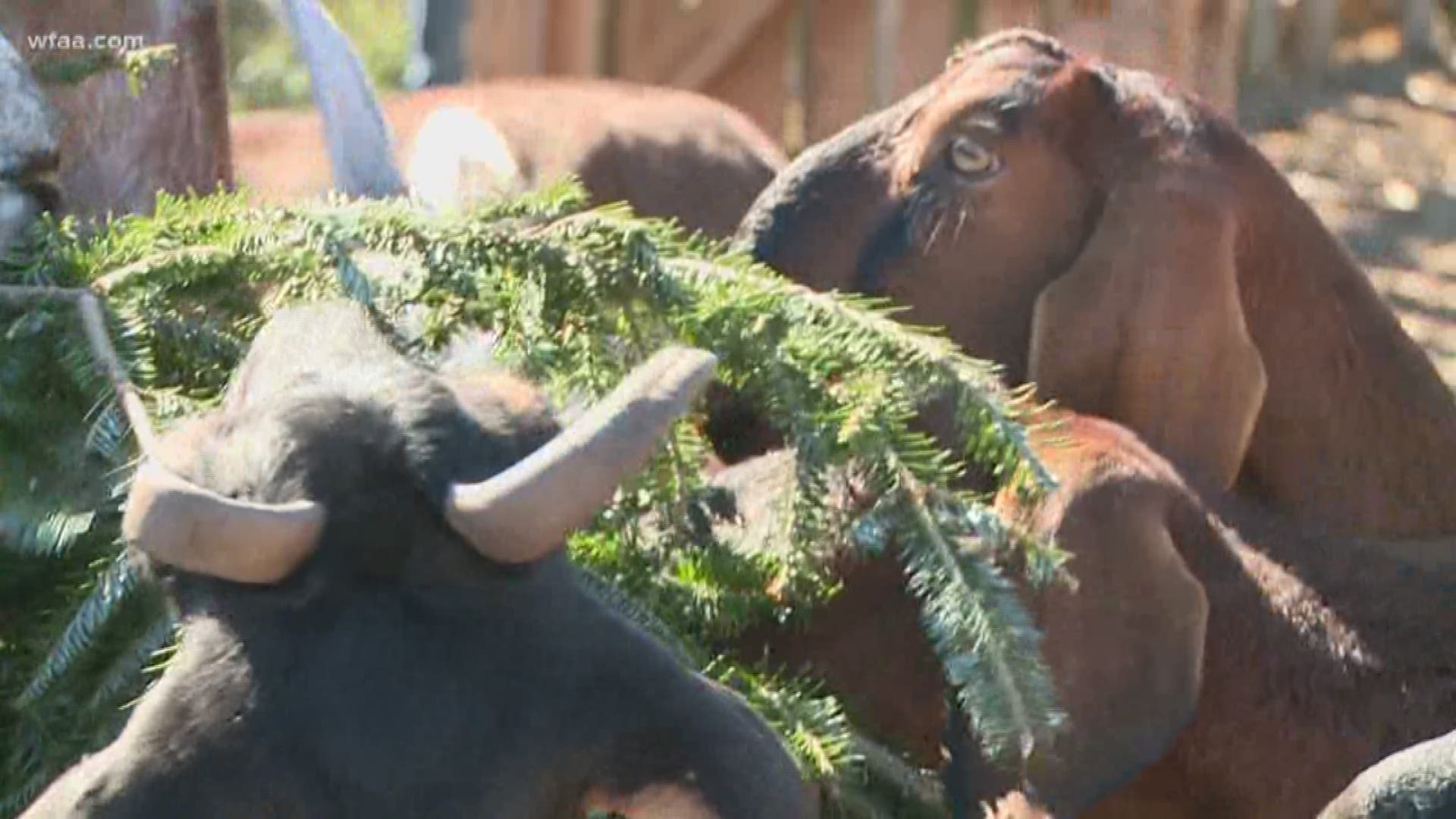 Instead of tossing that Christmas tree to the curb, Bonton Farms, in Dallas, is asking that you donate them because their goats can't get enough.