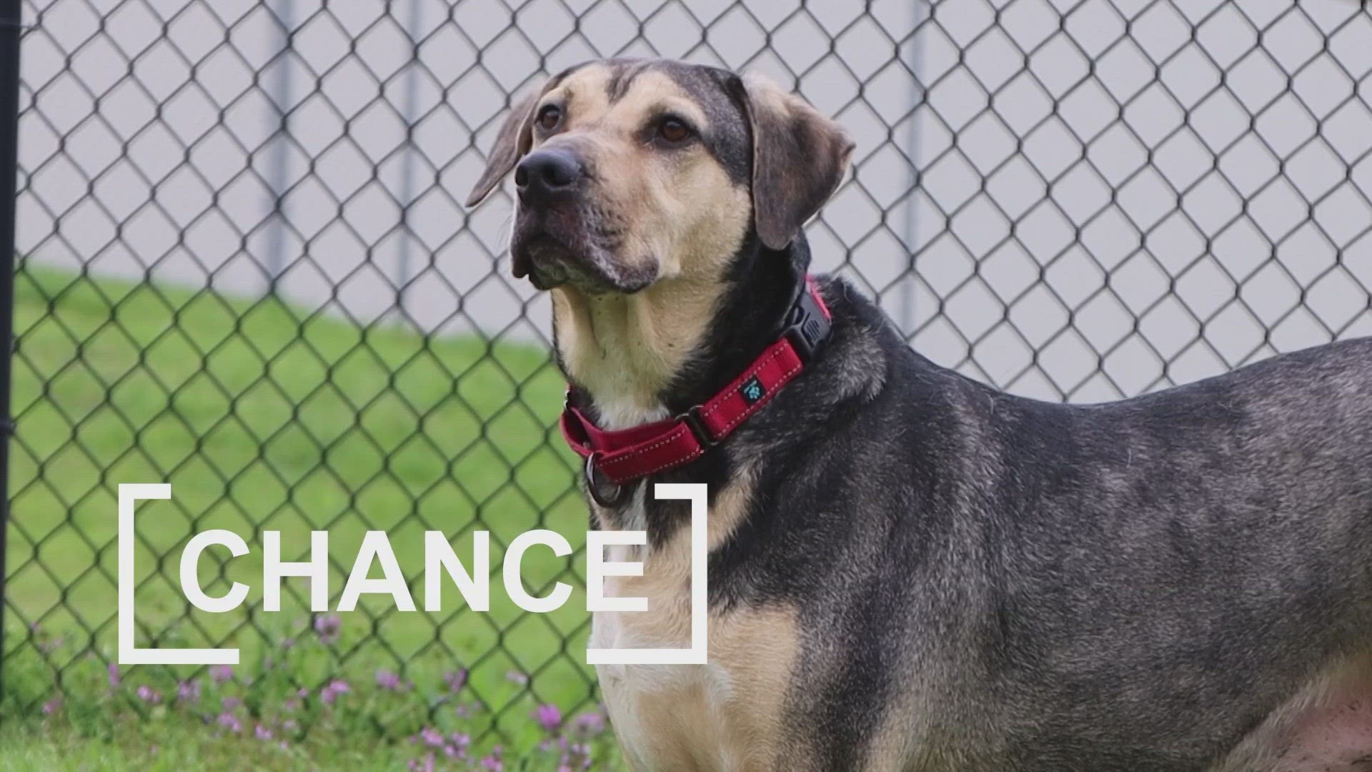 Chance is looking for his fur-ever home!