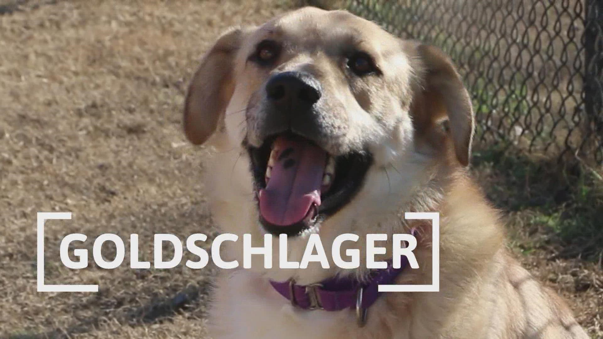 He's a 2-year-old Shepard mix and weighs about 62 lbs. His adoption fee is only $25!