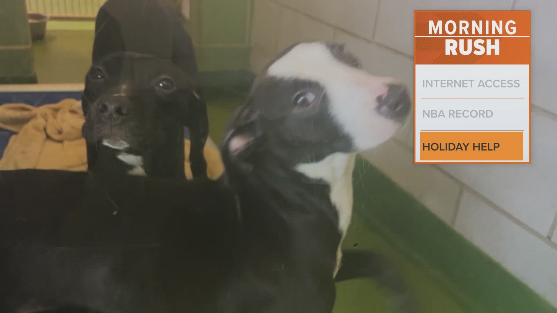 The goal is to help calm the dogs on a stressful night. 