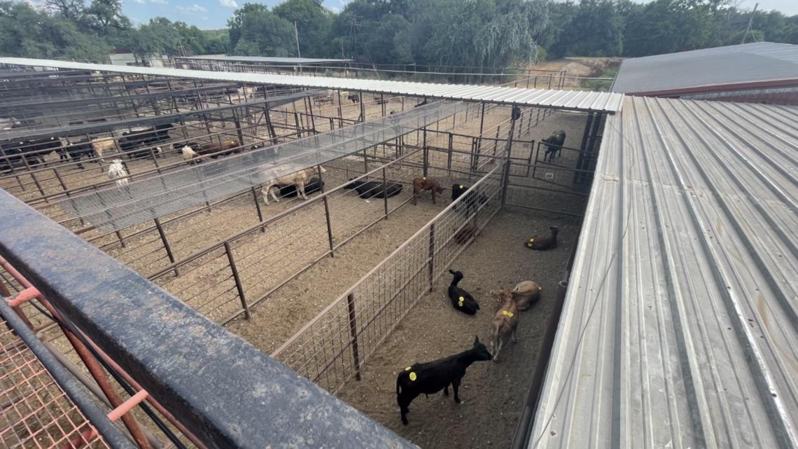 Texas drought: Ranchers rush to sell cattle - Vimarsana News