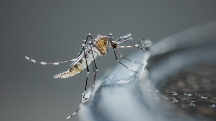 After West Nile virus samples found in Dallas County, here are ways to protect yourself from mosquito bites