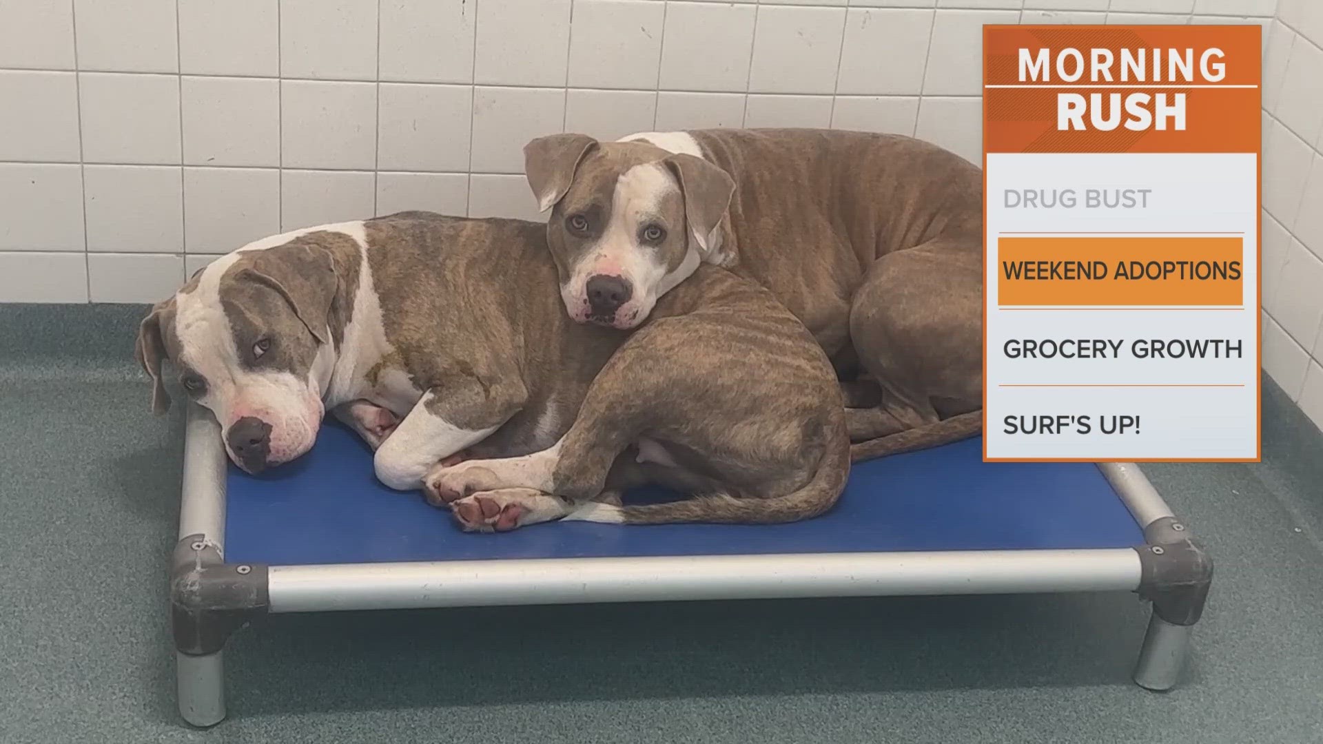 Dallas Animal Services says it's at 139% capacity for dogs.