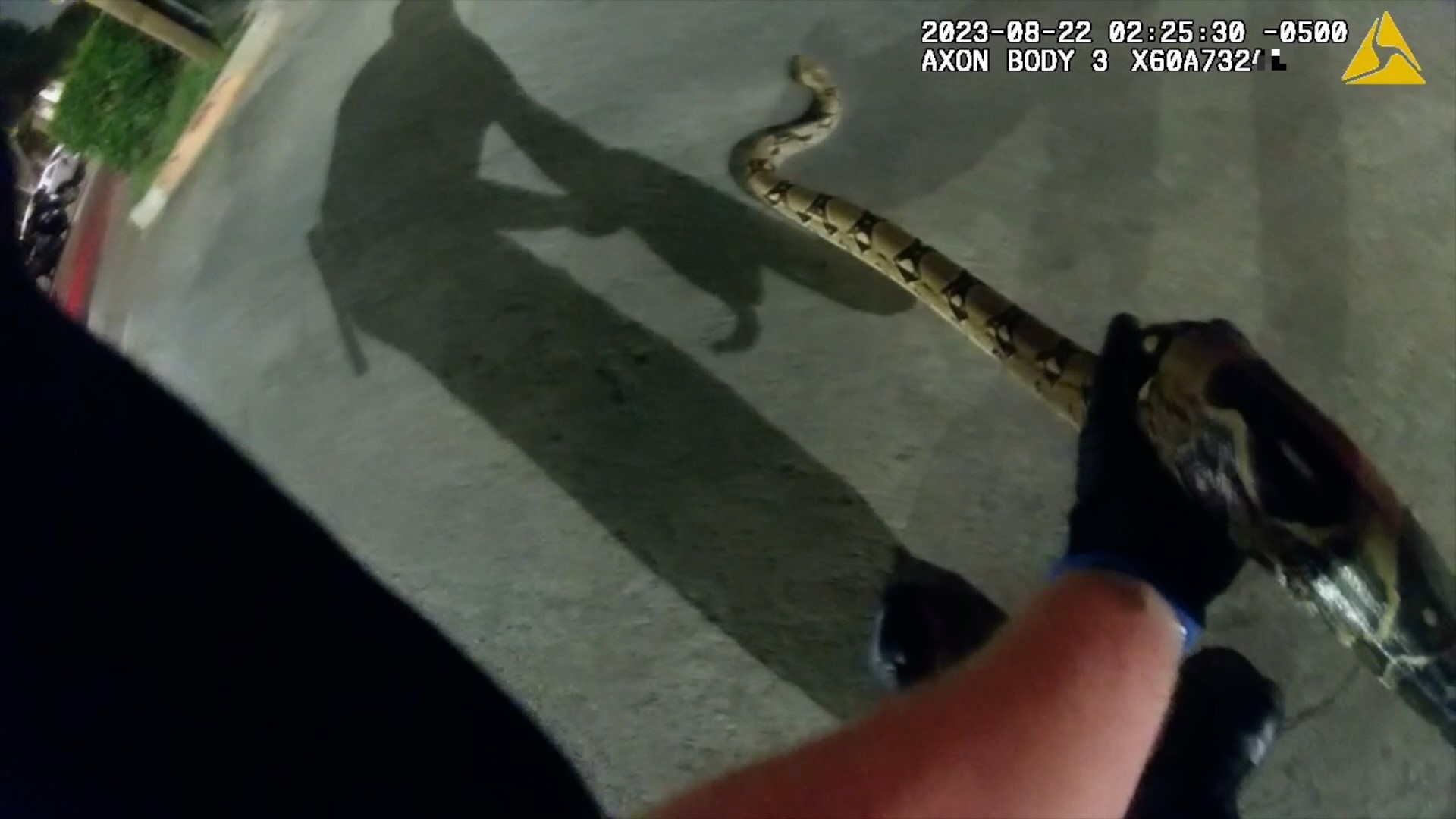 On Tuesday, the Irving Police Department received a call that a snake was loose in a parking lot.