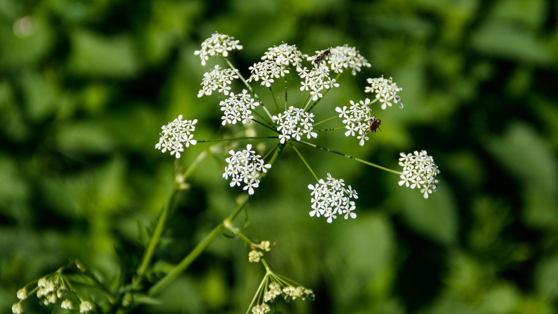 The Dallas parks department says the water hemlock is growing in areas where residents can accidentally come into contact with it.