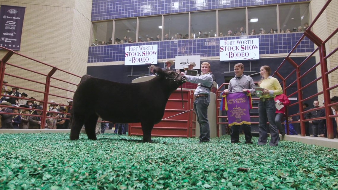 Steer sells for 310,000 at Fort Worth Stock Show and Rodeo