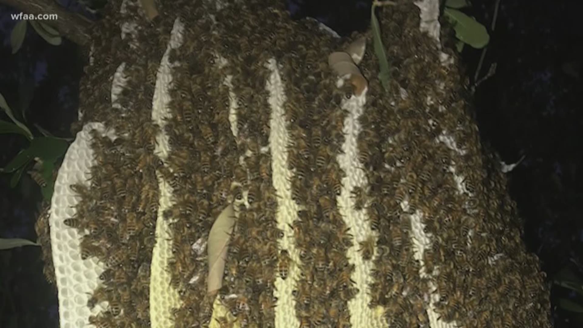 A huge beehive found in Celina, Texas was relocated to McKinney. A beekeeper estimates it carried 15 to 20 honeycombs and about 25,000 bees.