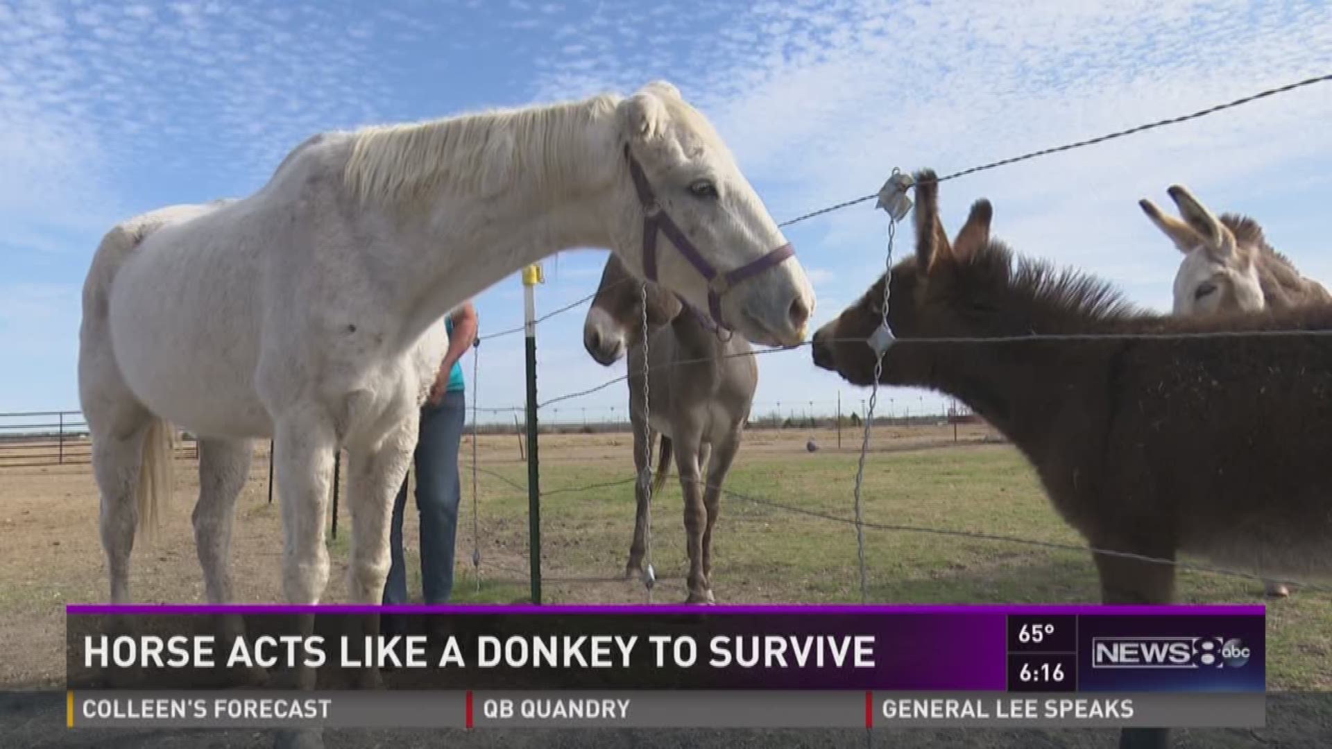 Horse escapes death at killing facility by pretending to be donkey