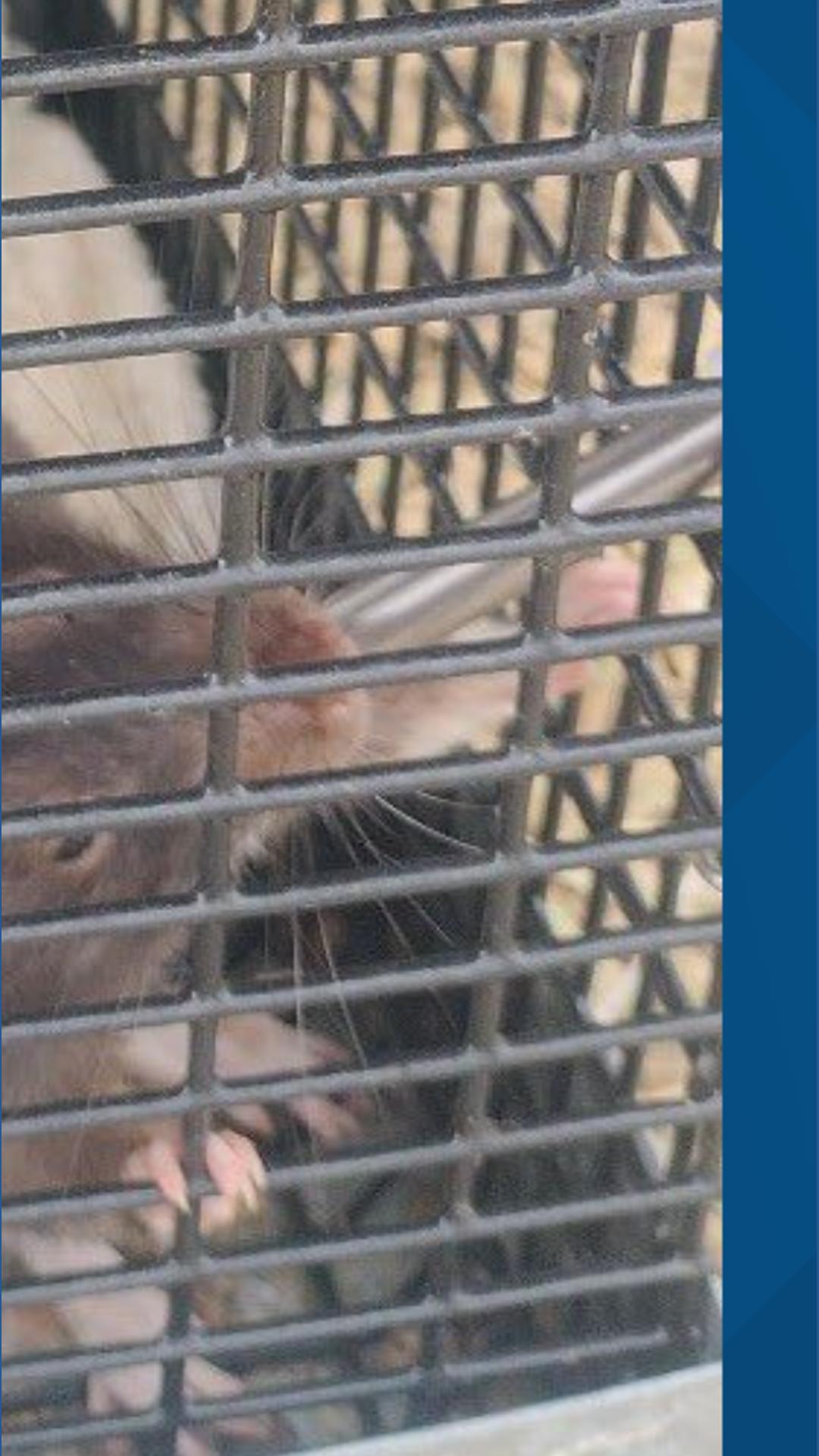 Channel Rats Texas Texas police rescue abandoned rats from the side of the road | wfaa.com