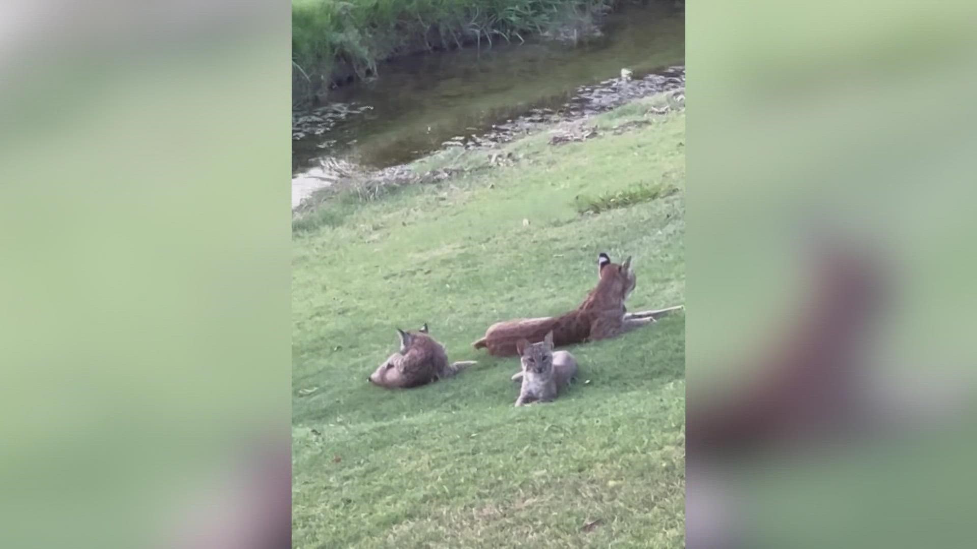 Brian Hughes took video of the bobcats from his backyard that sits along the course at Gleneagles. He's seen wildlife there before but nothing like this.