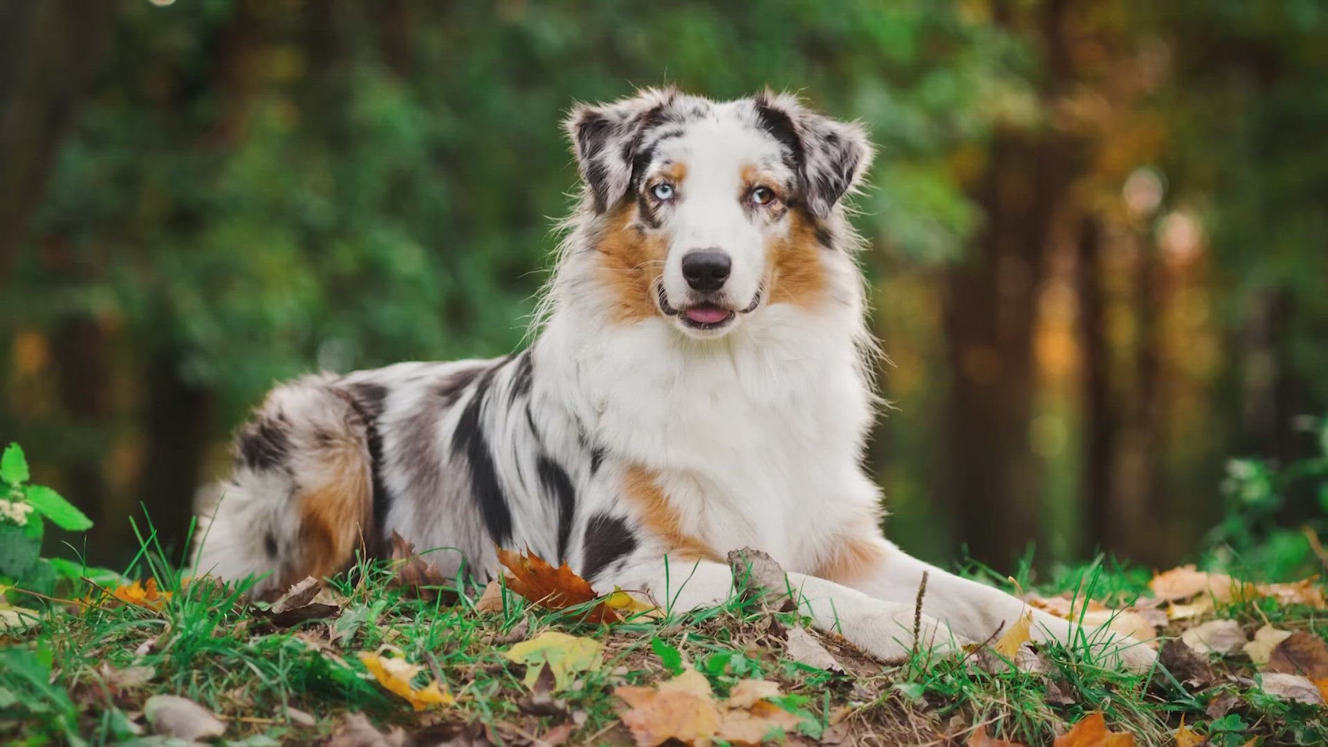 Australian Shepherd