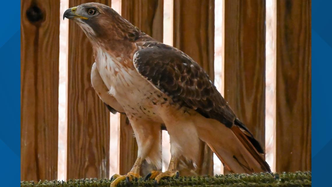 Hawk survives being stuck in a vehicle's fog light and is freed - Vimarsana News
