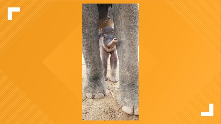 Fort Worth Zoo debuts latest baby elephant Brazos