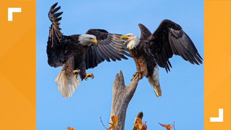 The bald eagles at White Rock have relocated and are thriving in incredible new photos