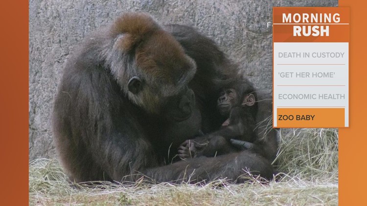 Fort Worth Zoo welcomes baby gorilla!