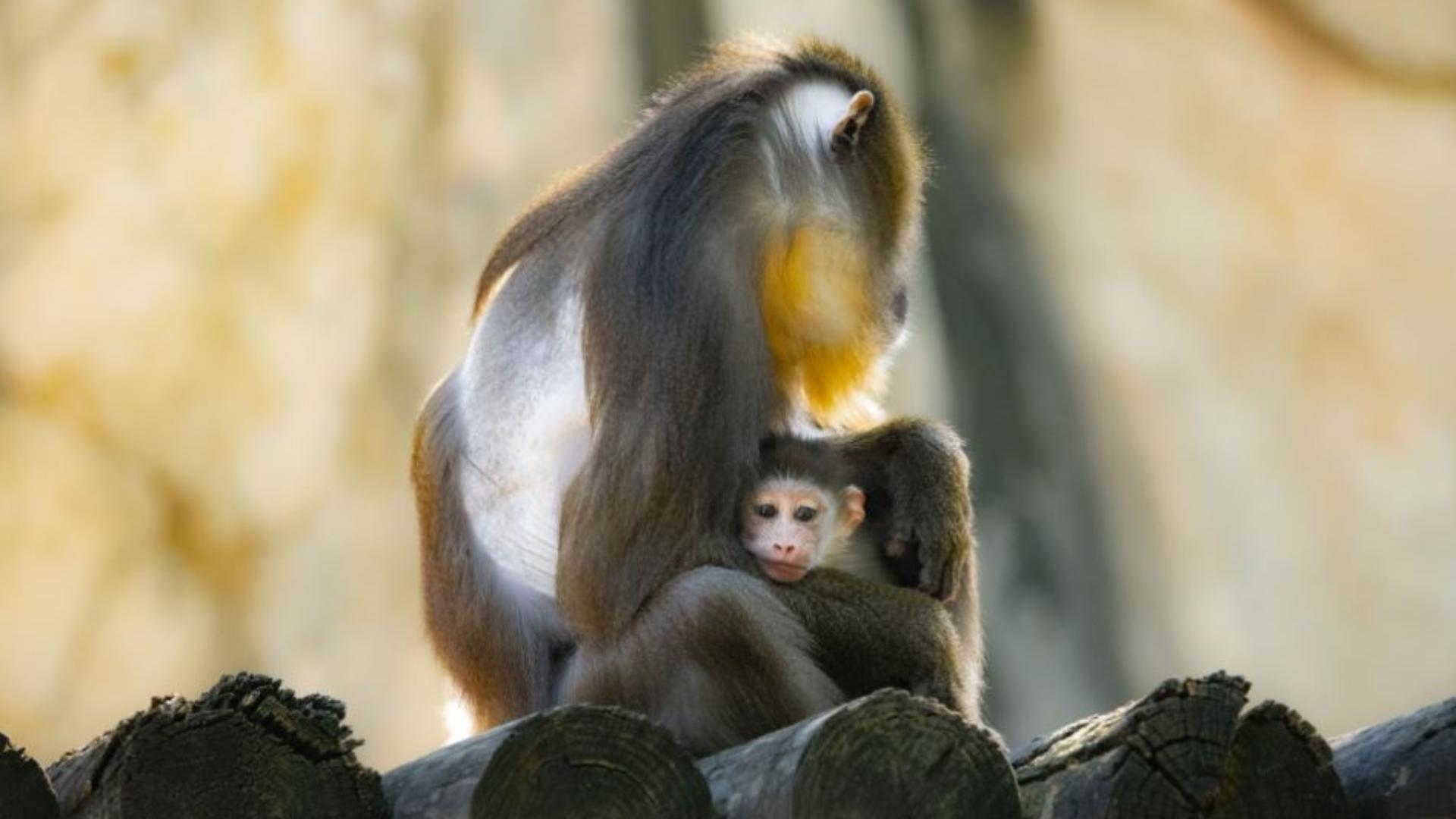 This is only the second mandrill born at the Zoo in nearly three decades, Zoo officials said.