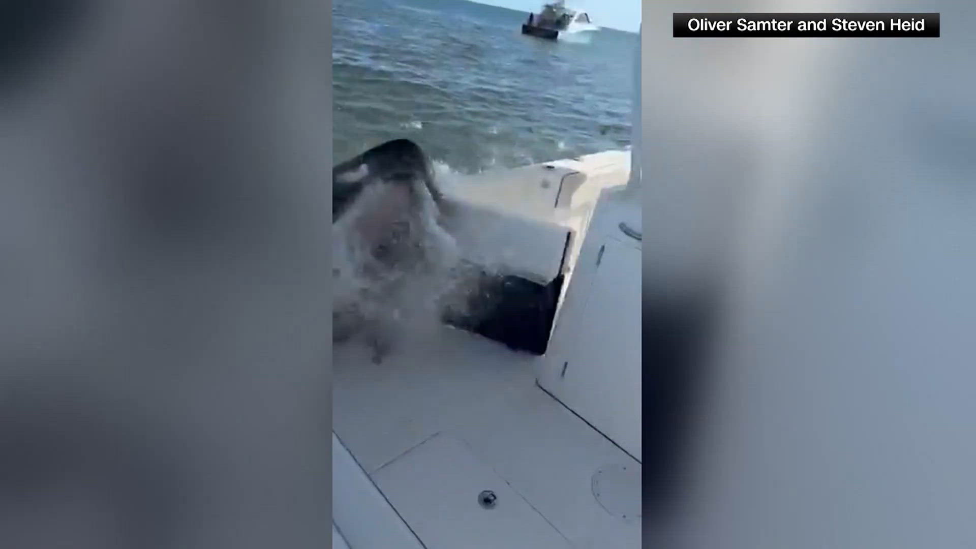 Whale slams into fishing boat | wfaa.com