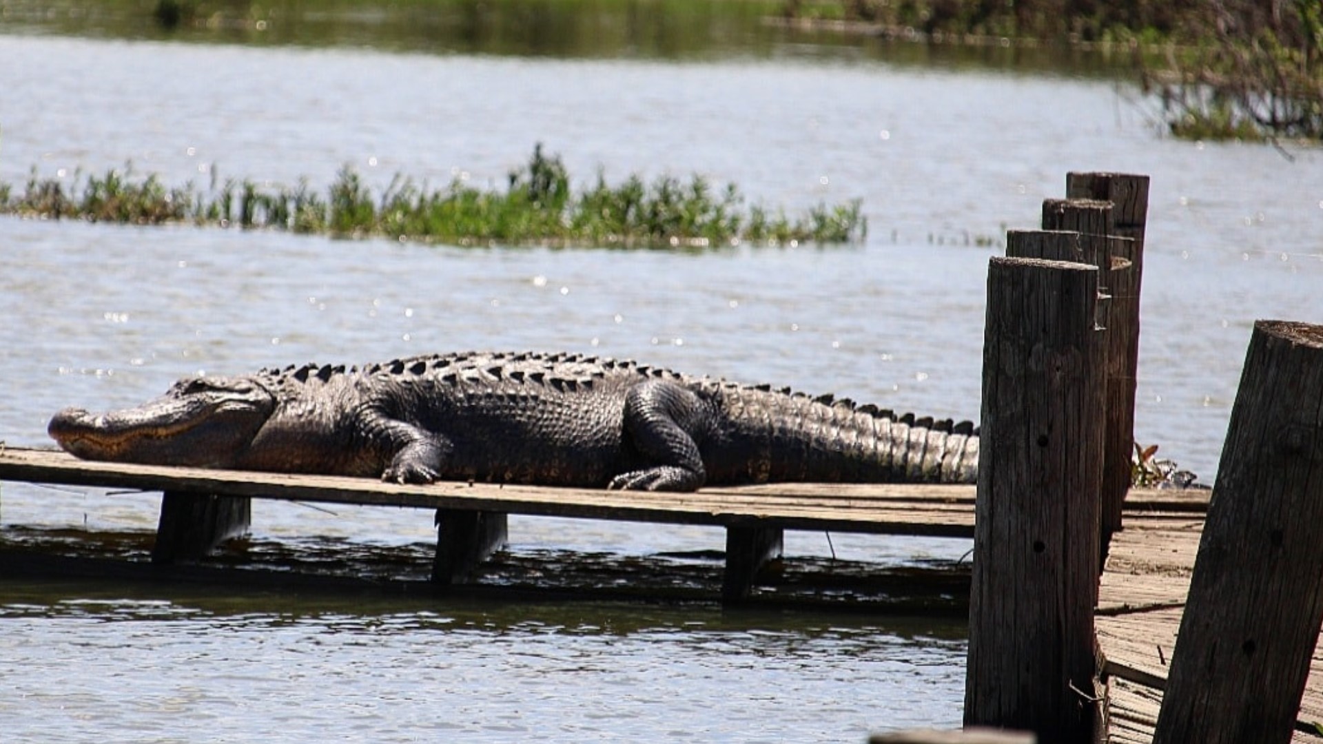 Alligators spotted at Lake Worth over Memorial Day Weekend