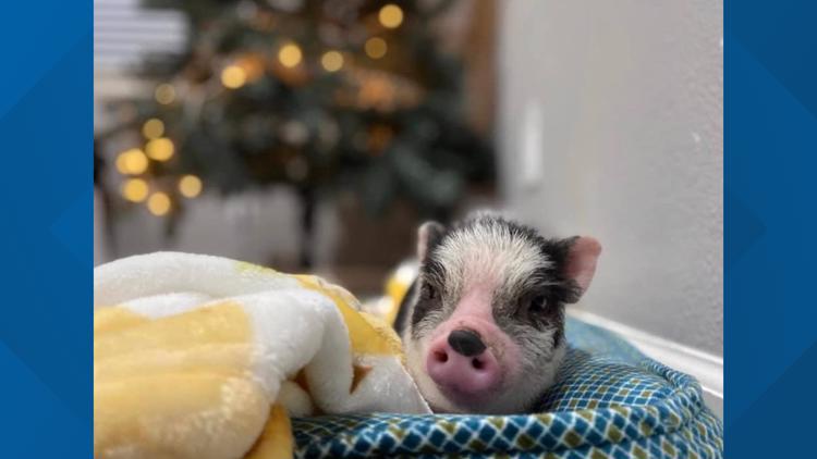 Family asks for the public's help to locate their missing pet pig