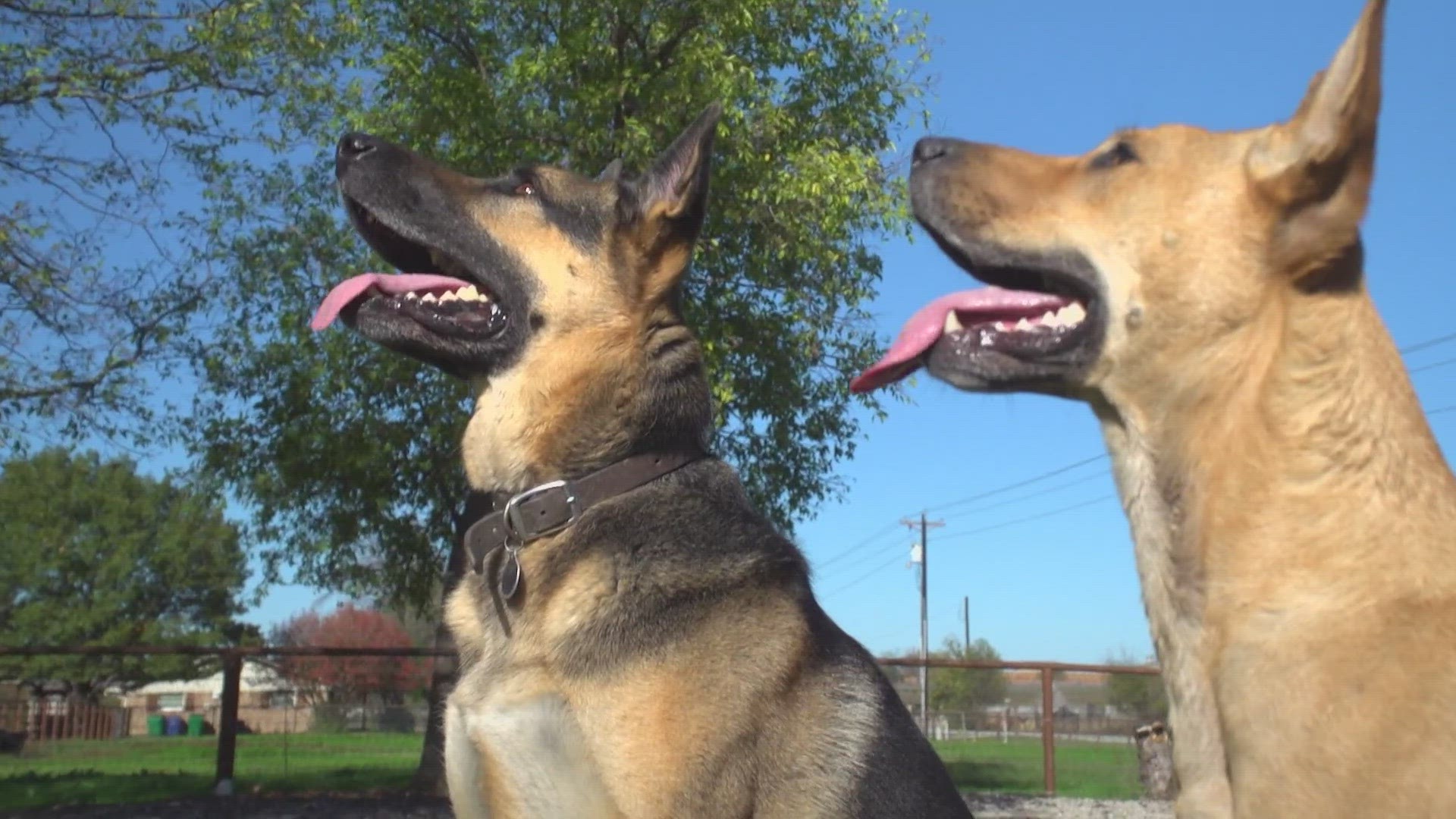 North Texas veterinarians are trying to get ahead of a respiratory illness that's spreading in dogs.