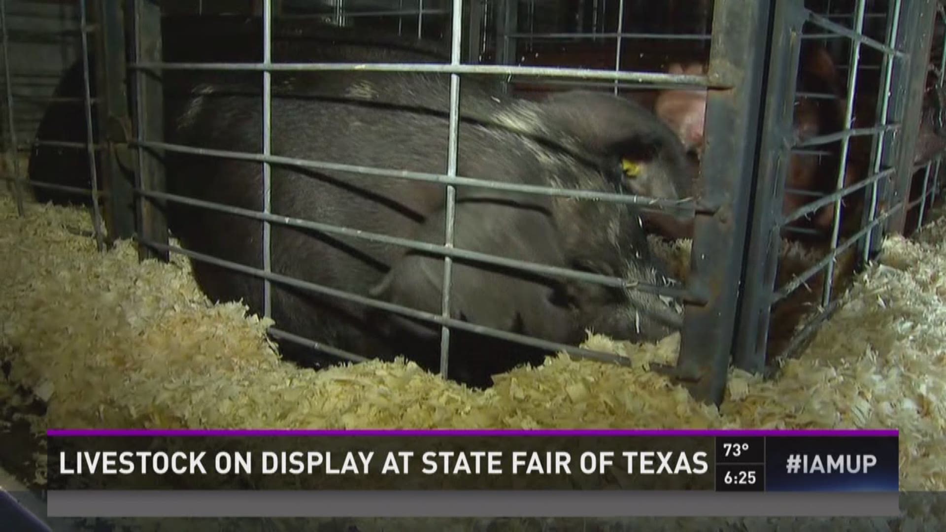 Livestock on display at State Fair of Texas