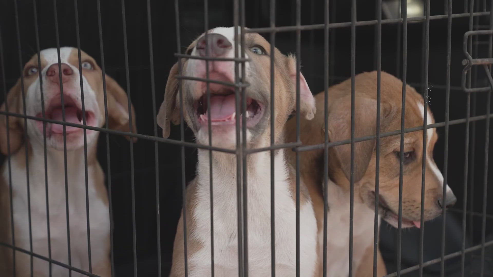 How Animal Rescue Efforts Are Helping Crews Find Texas Flood Victims