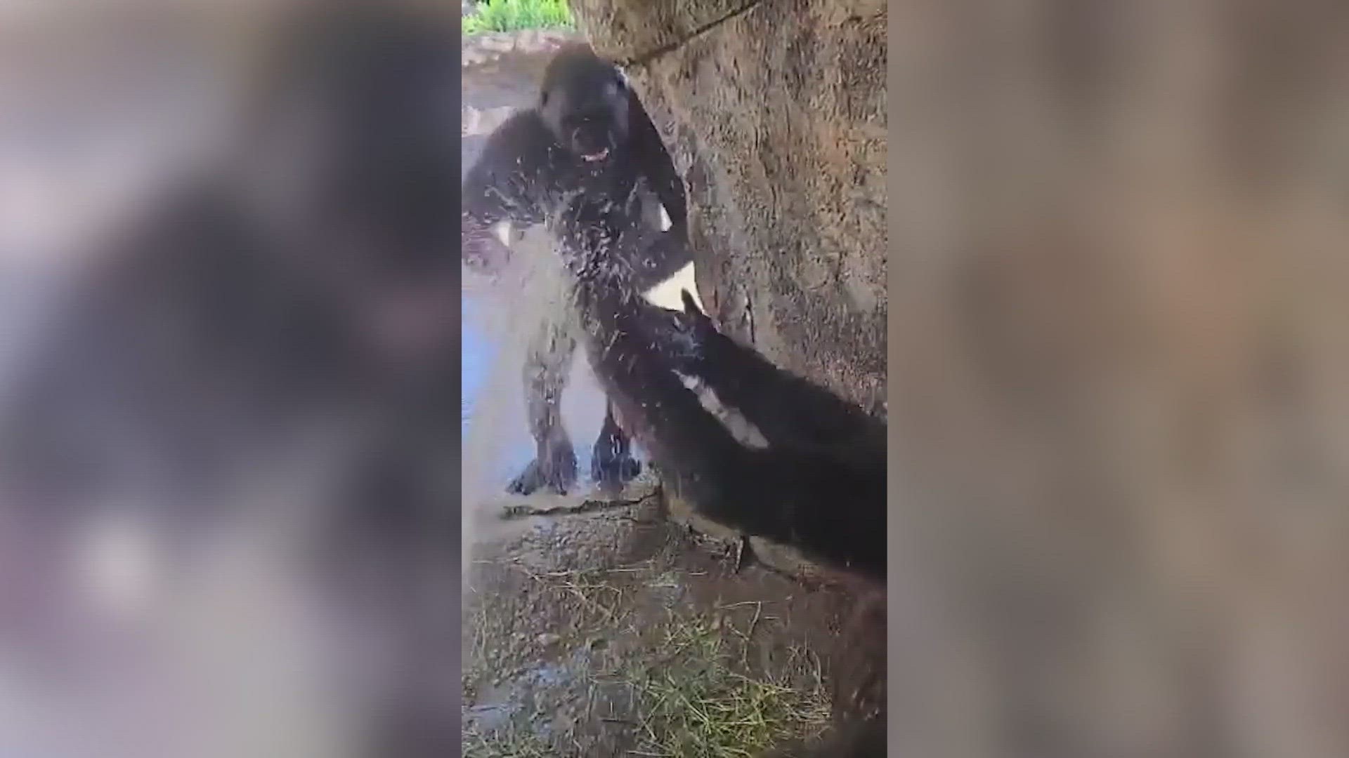 The Fort Worth Zoo shared the video on social media of Gus and Bukavu having a blast with the water hose!