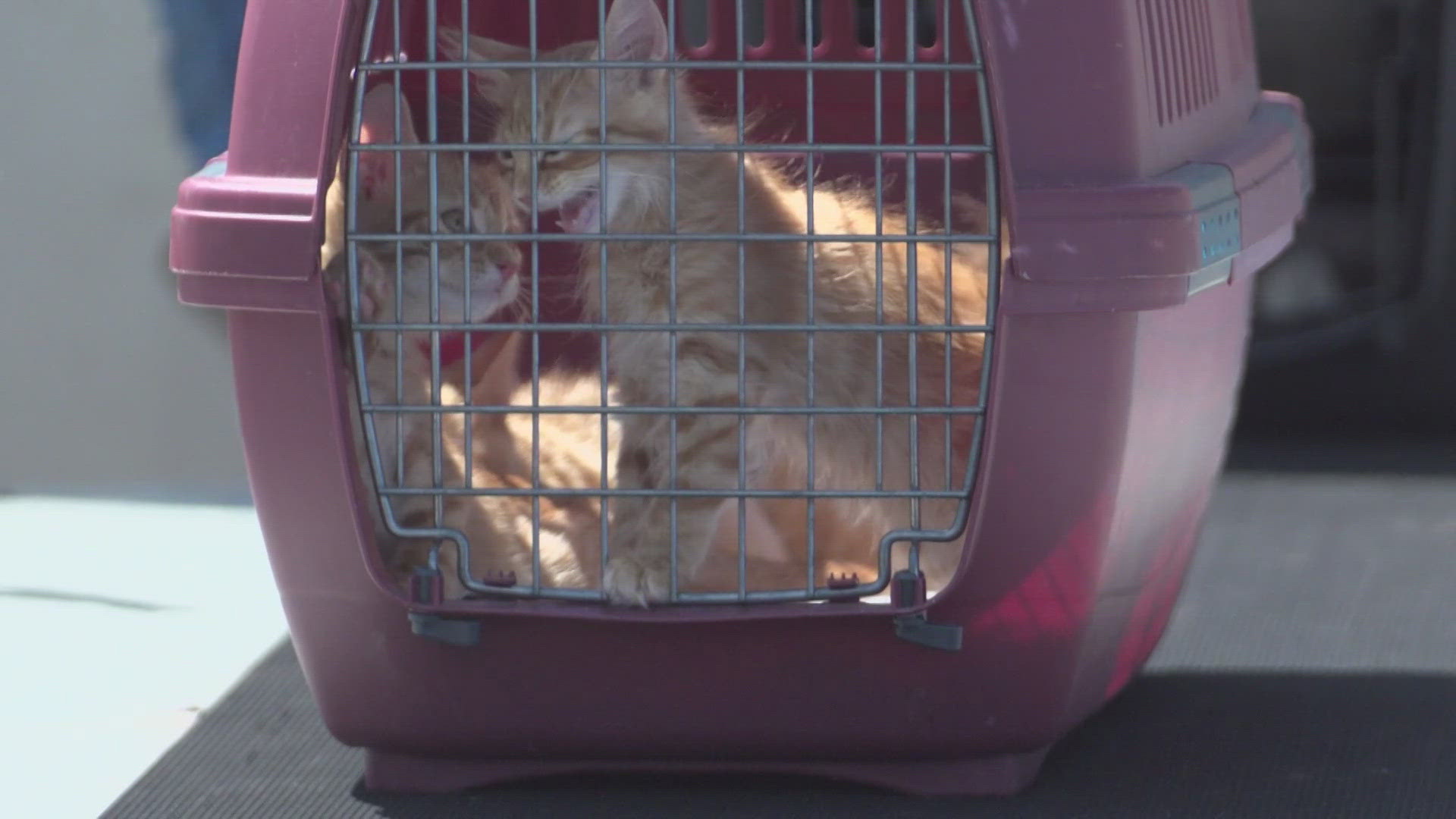The animals hit by the flooding in Central Texas were brought to Fort Worth by Wings of Rescue.