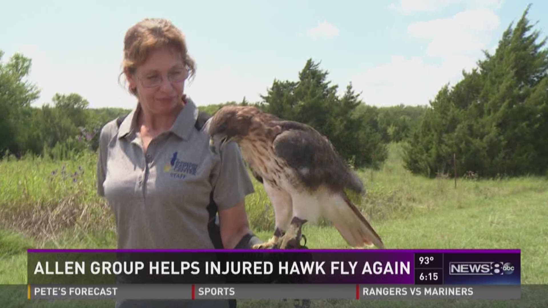 An Allen group helps injured hawk fly again