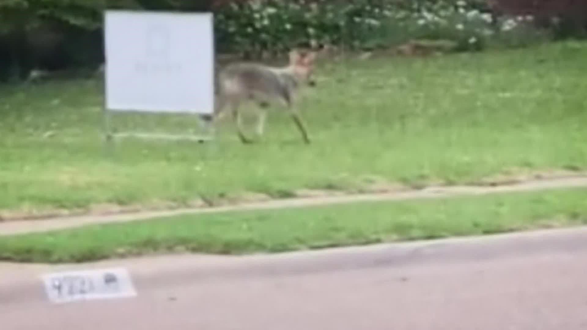 Dallas Animal Services to present draft plan for coyote management at  neighborhood meeting - CBS Texas