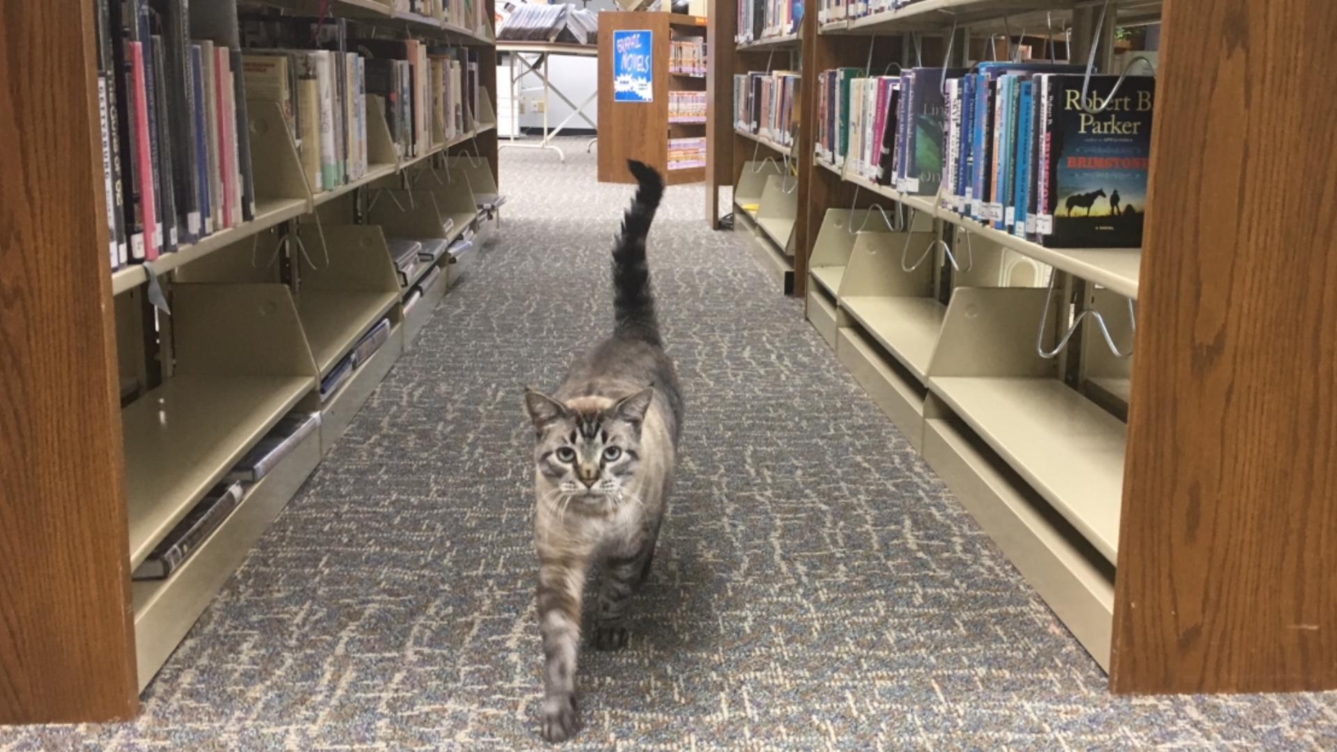 Beloved Texas library cat Browser dies at 15 | wfaa.com