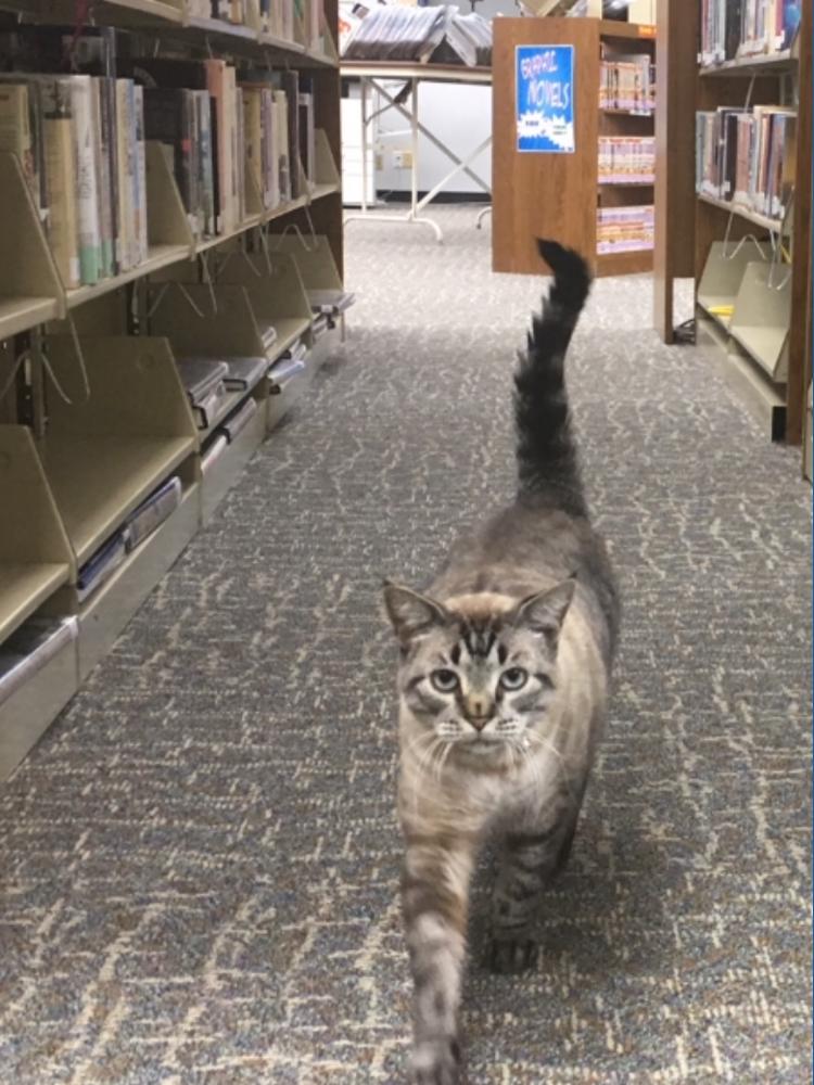 Beloved Texas library cat Browser dies at 15 | wfaa.com