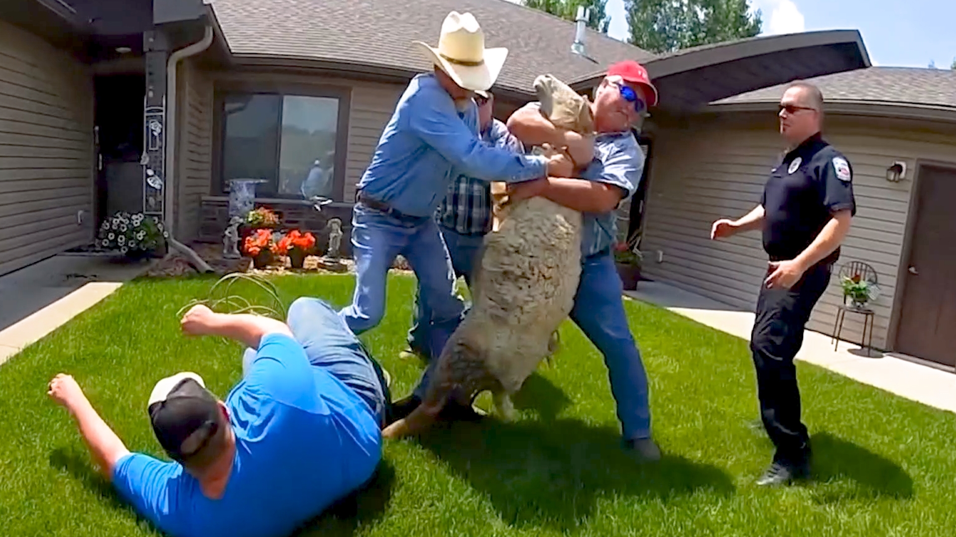 Officer Cameron and Sergeant Pasquale from the Zumbrota Police Department were dispatched to a sheep that was "on the lam" in a Zumbrota neighborhood.