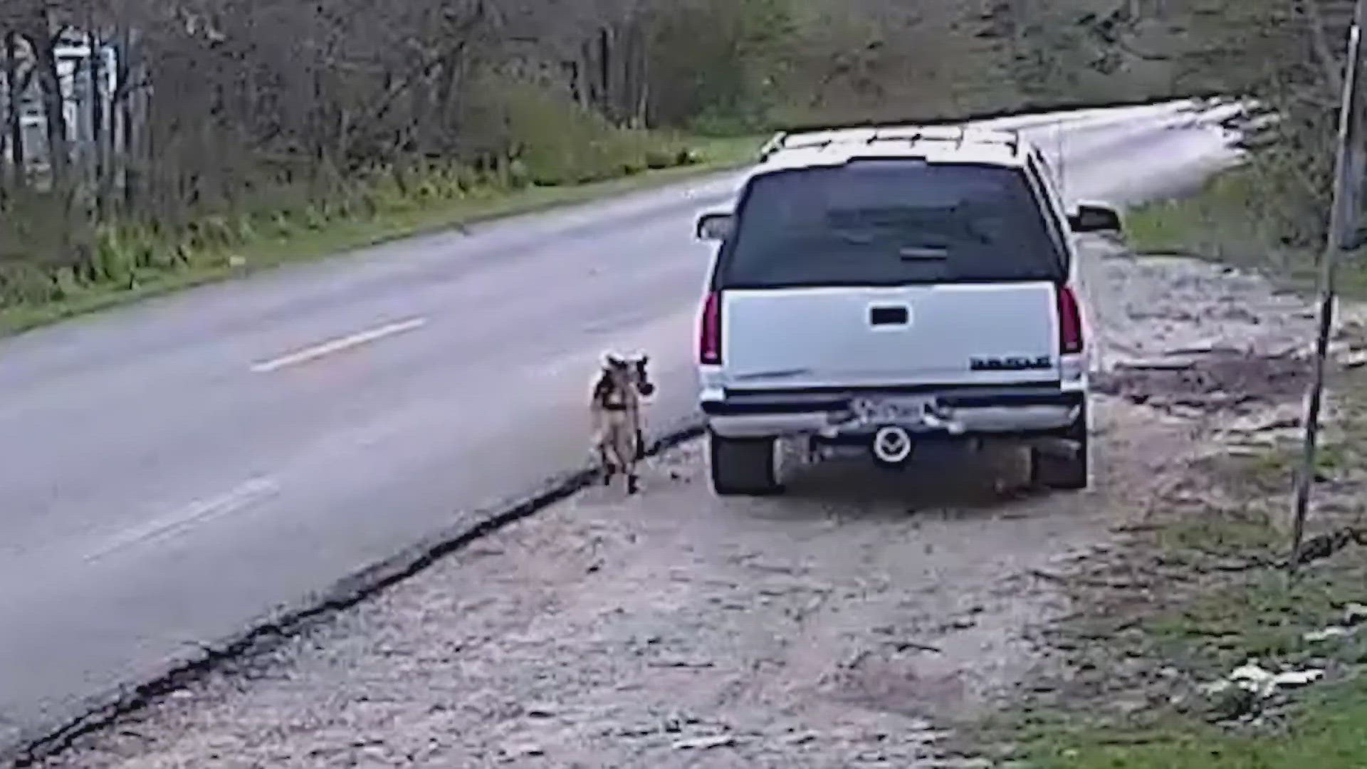 The dog can be seen chasing after the man as he drives away in an SUV.