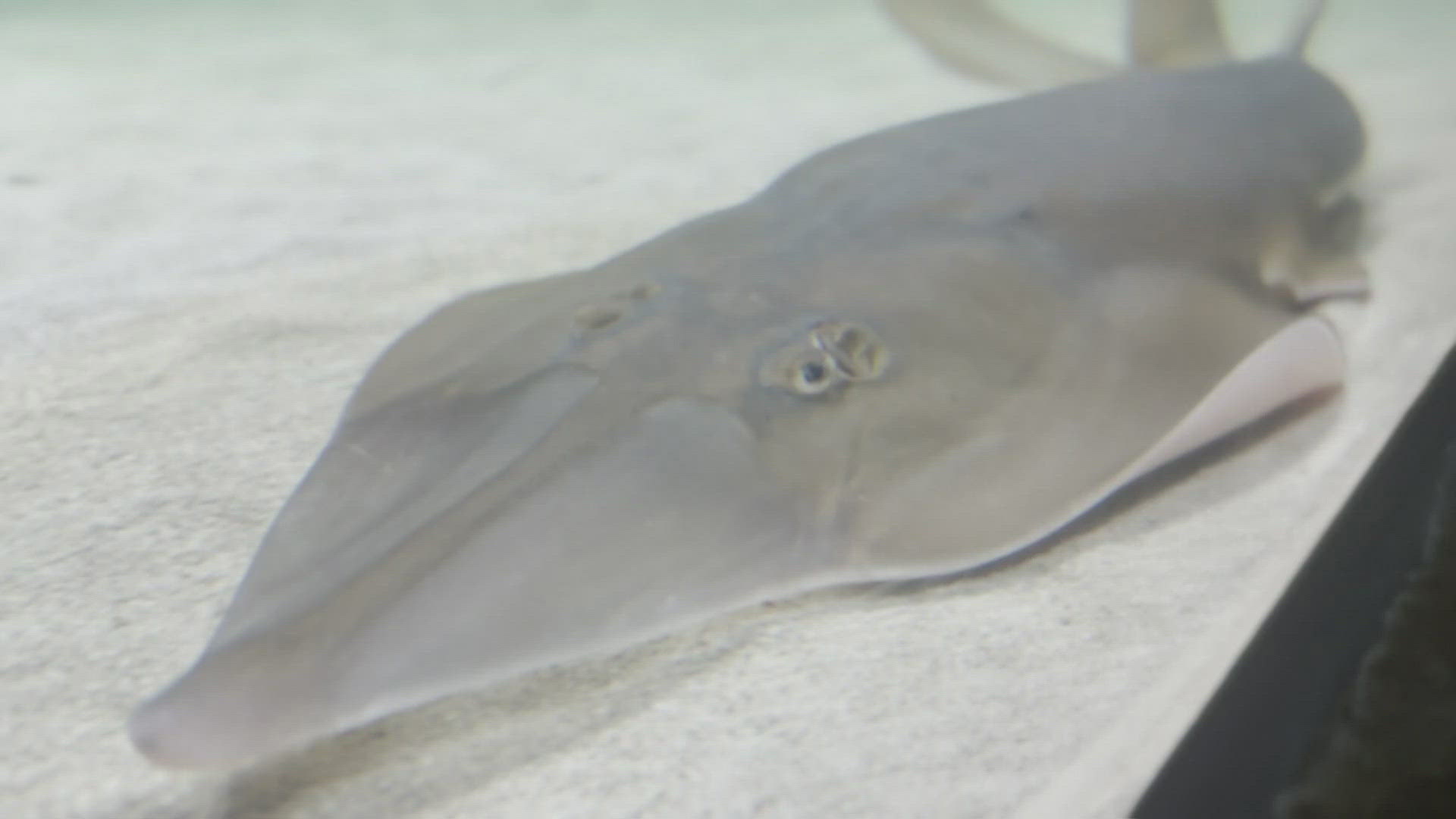 Sealife Grapevine named two guitarfish, a critically endangered species, after two Mavericks players ahead of Game 1 of the NBA Finals.