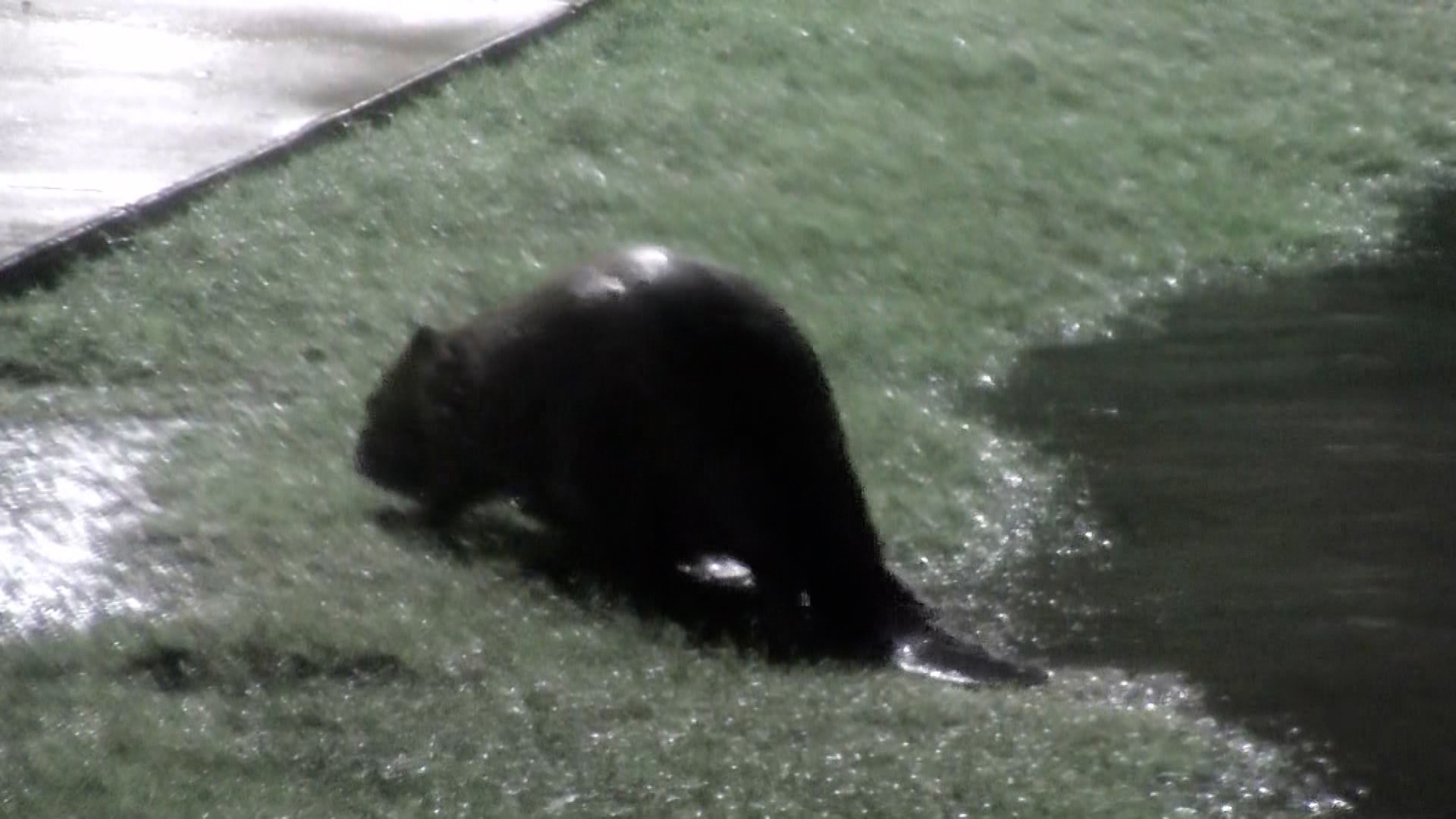 A WFAA crew was out gathering weather video when they stumbled upon the most ironic sighting: A beaver swimming in a pond at Buc-ee's.