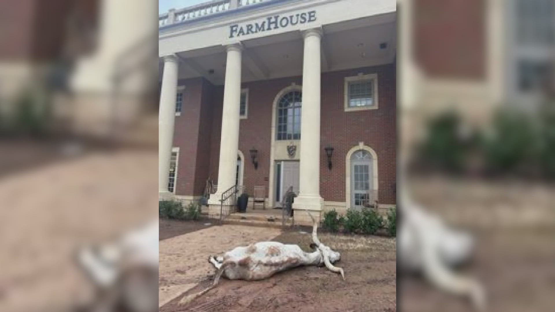 The longhorn's body was found in front of a fraternity house one day before the OSU football team went against the Texas Longhorns in the Big 12 Championship.