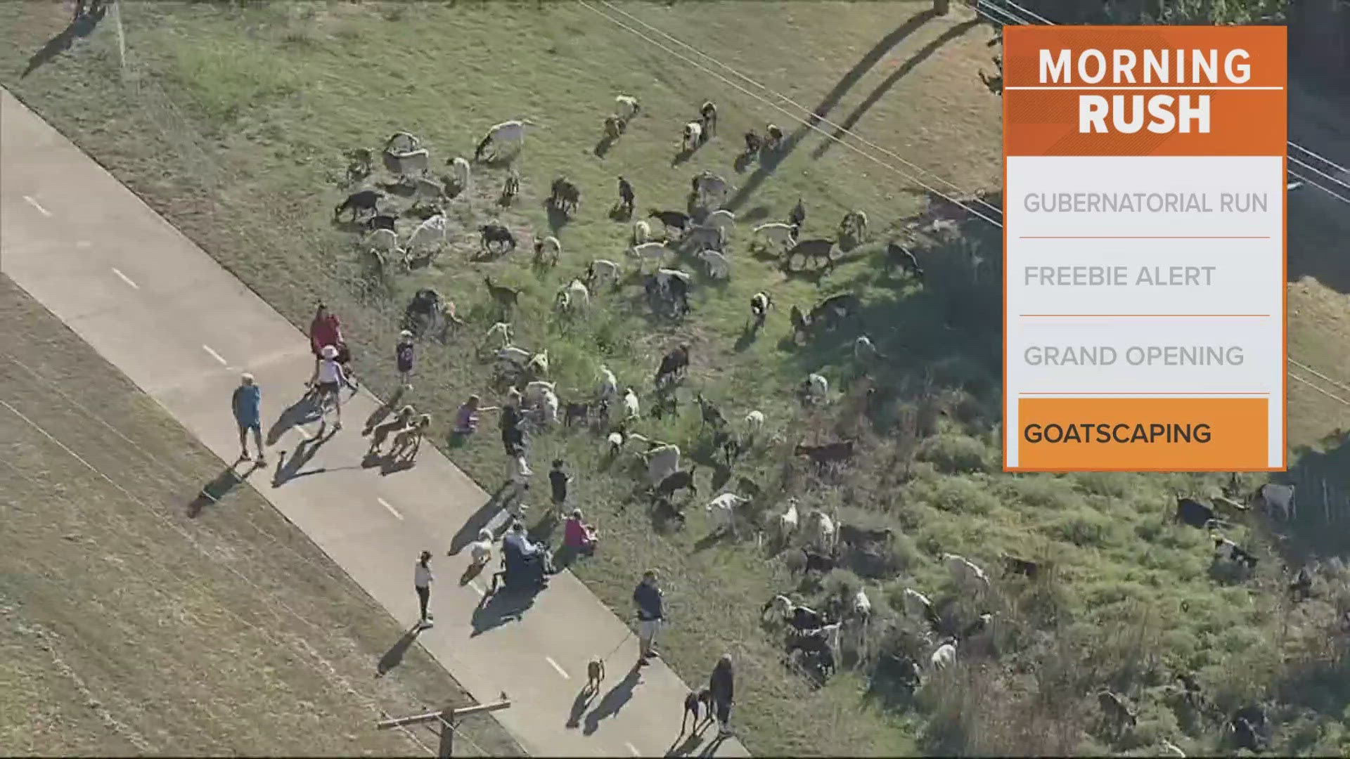 Texas Ranch Goats Hundreds of goats graze alongside a North Texas trail | wfaa.com