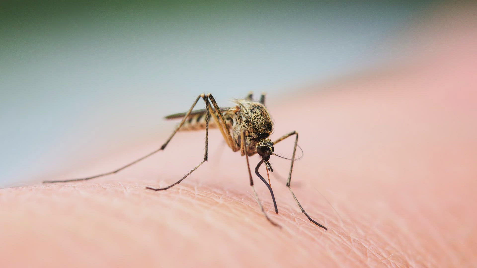 Terminix confirmed North Texas is one of the worst areas in the U.S. for mosquitoes. 