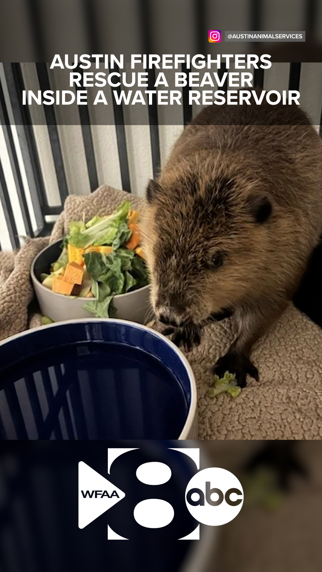Austin firefighters rescue a beaver inside a water reservoir | wfaa.com