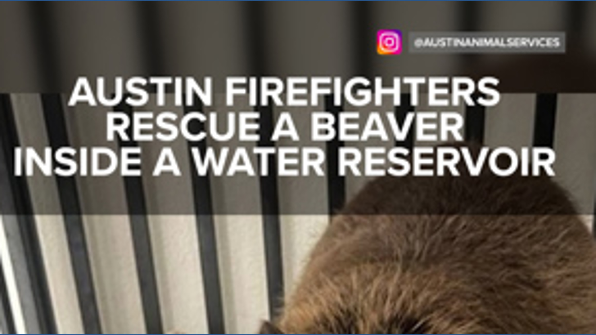 Austin firefighters rescue a beaver inside a water reservoir | wfaa.com