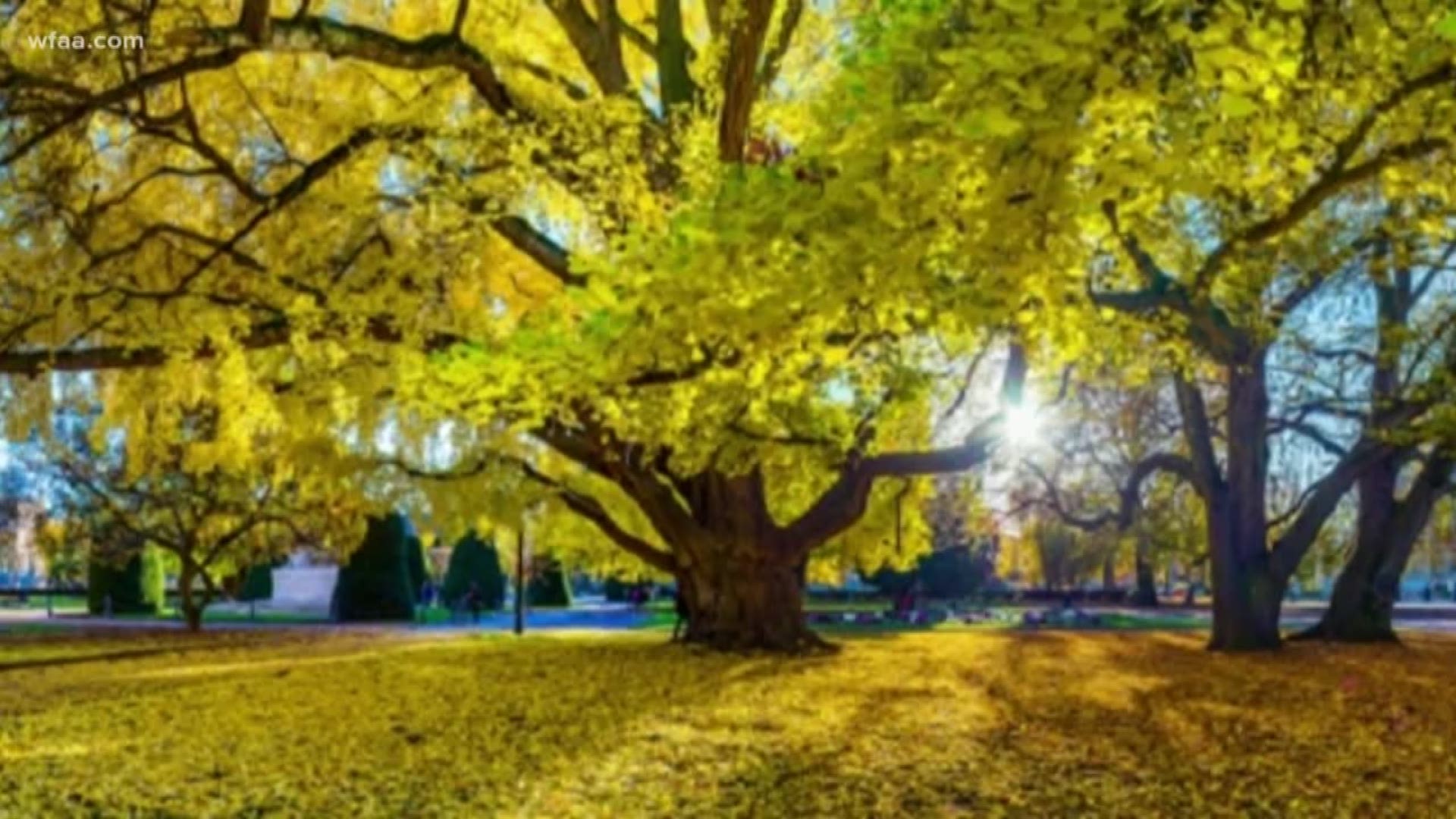UNT researcher and professor Richard Dixon studied groups of ginkgo trees from China that were between 20 and 600 years old. He noticed an interesting trend.