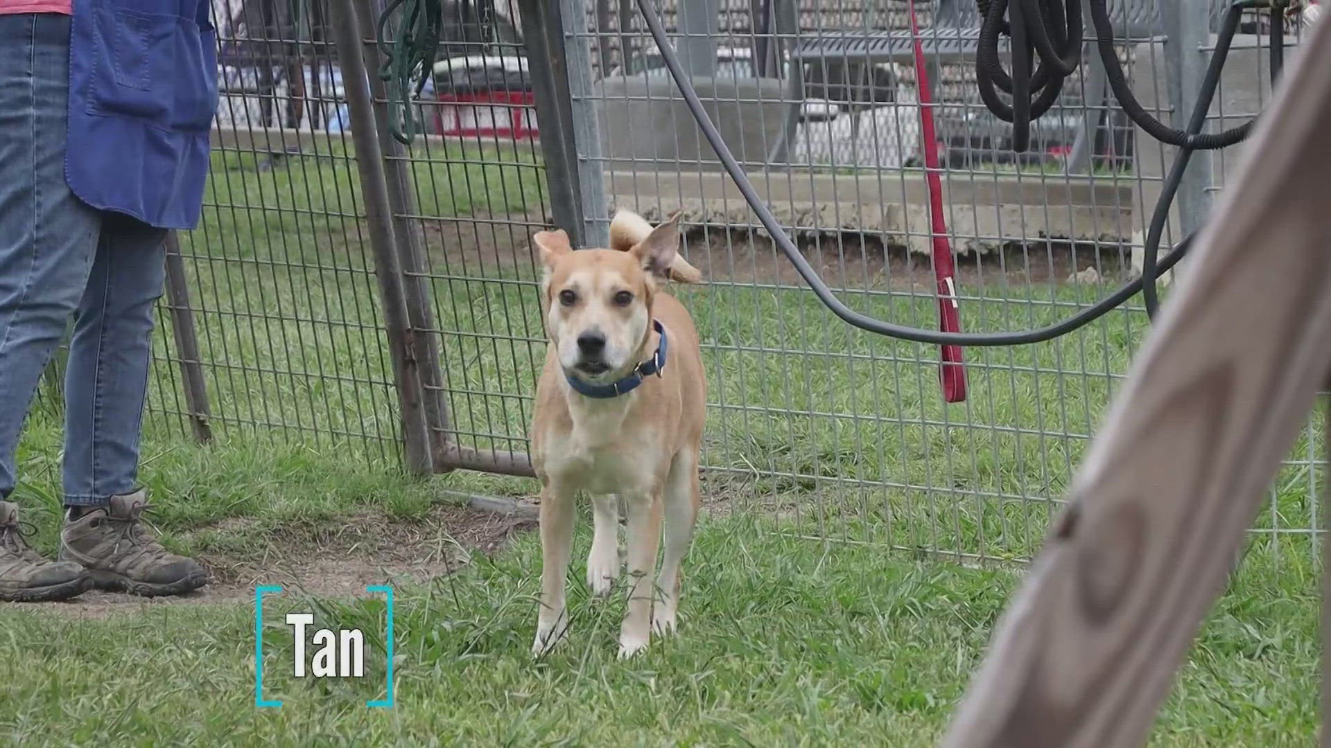 Tan is looking for his fur-ever home!