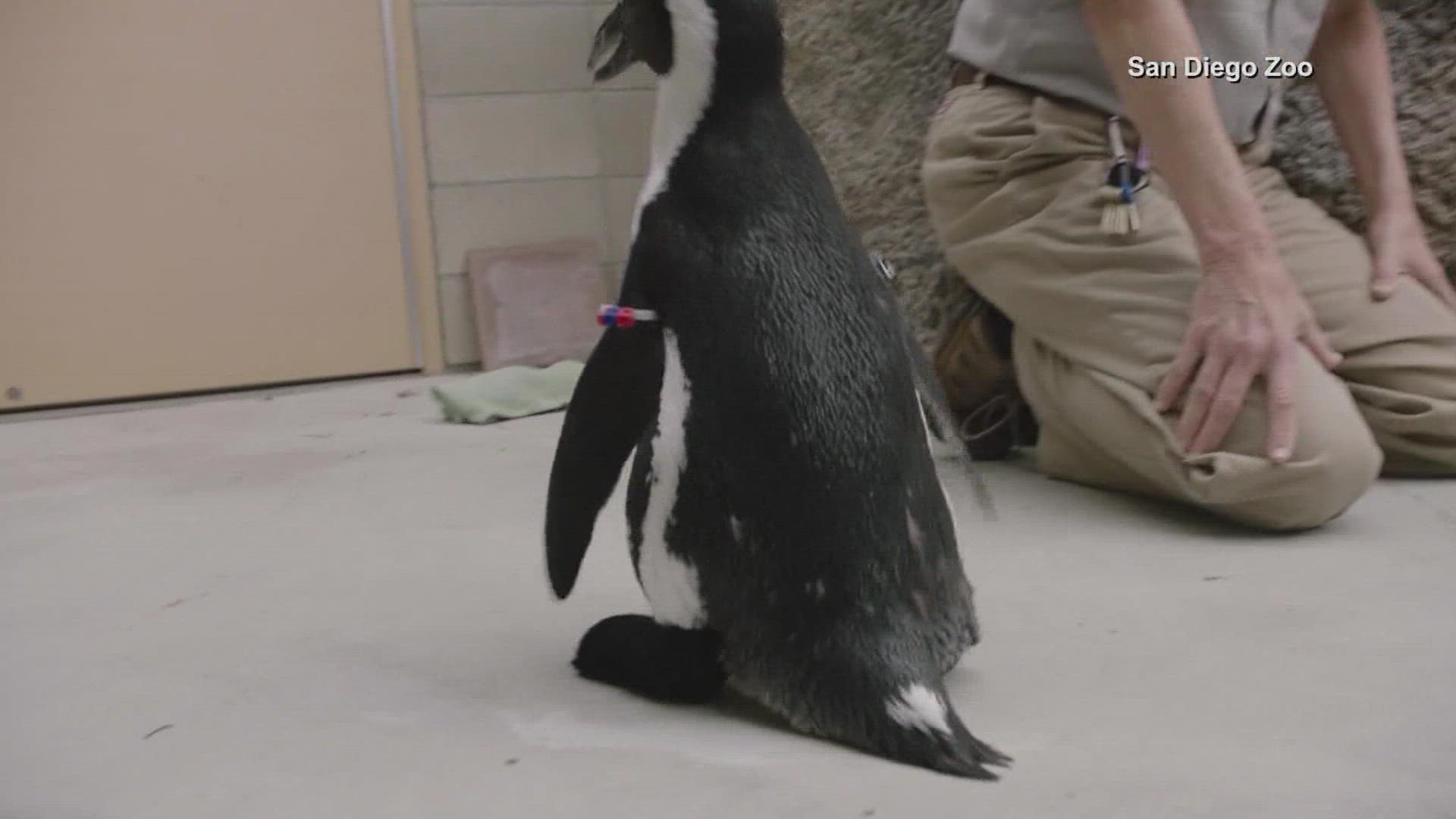 California zoo penguin gets custom orthopedic shoes 
