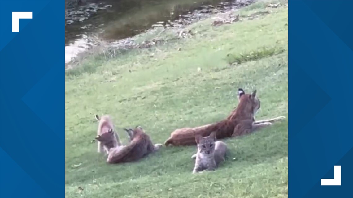 WATCH: Mama bobcat and three kittens spotted at Plano golf course