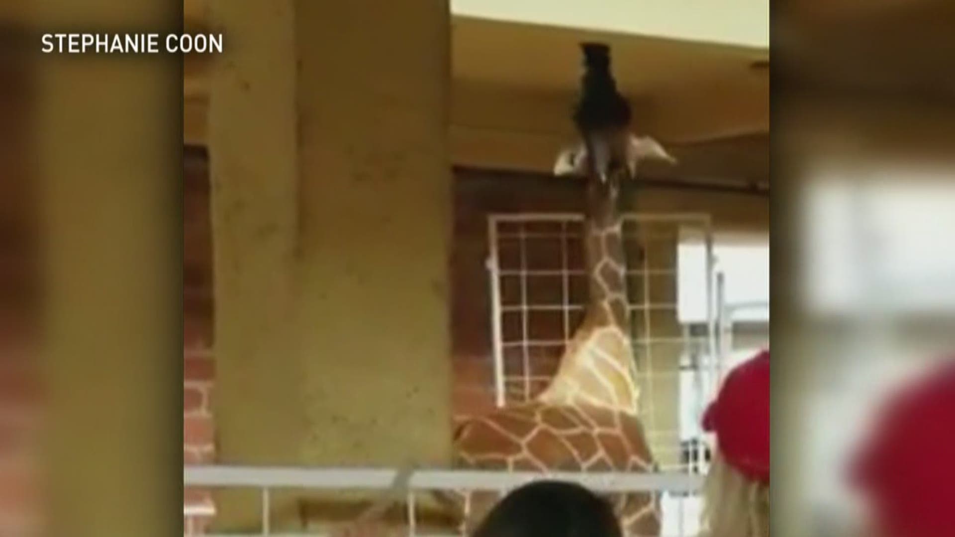 Giraffe behavior concerns State Fair of Texas goers
