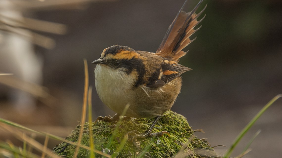 UNT professor discovers new bird species in Chile - Vimarsana News