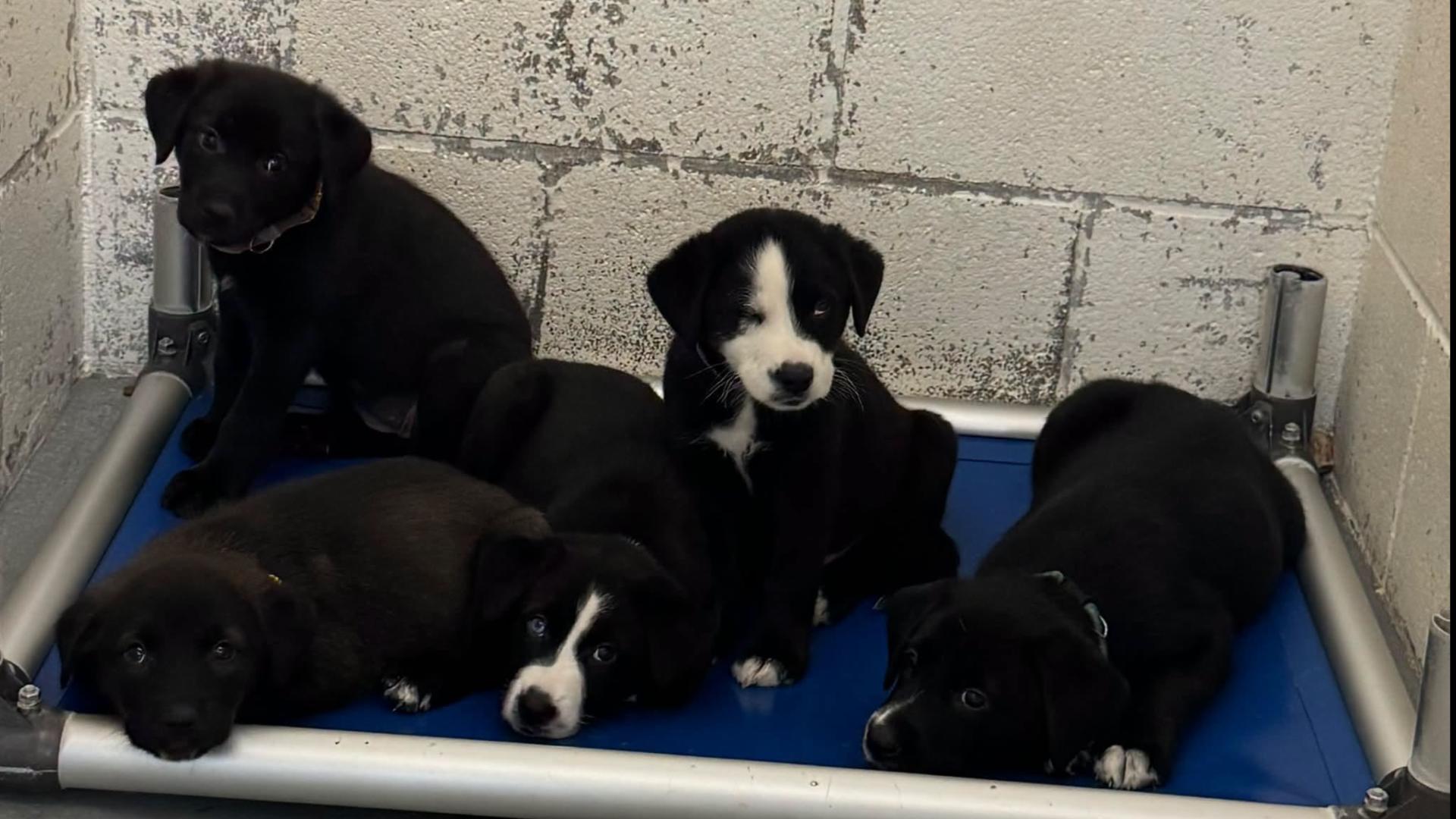 ADOPTIONS NEEDED: 5 puppies arrive at overcrowded Rowlett Animal ...